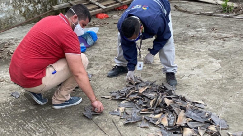 Tráfico de aletas podría amenazar la actividad pesquera ecuatoriana
