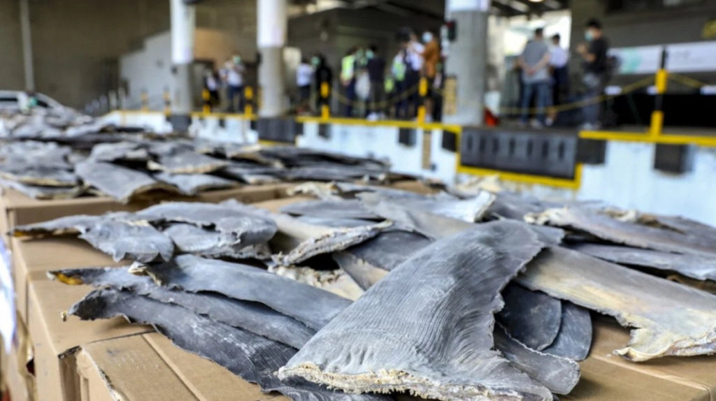Ecuador prohíbe la comercialización de cinco especies de tiburón