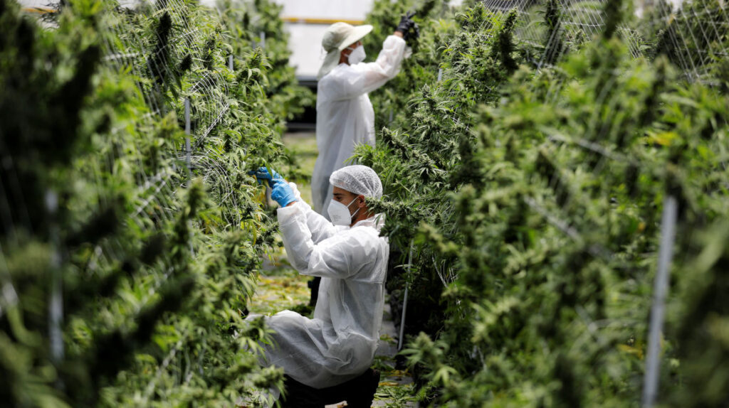 Elaborar productos con cannabis ya es legal, su siembra aún no