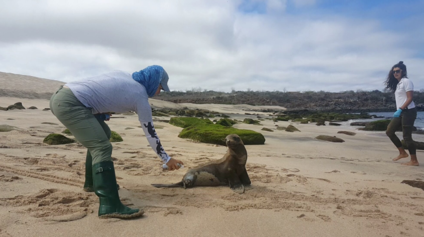 Un trabajador del Parque Nacional Galápagos ayuda a un lobo marino herido el pasado 8 de septiembre de 2018.