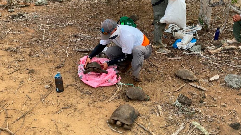 36 tortugas de San Cristóbal regresan a su hábitat en Galápagos