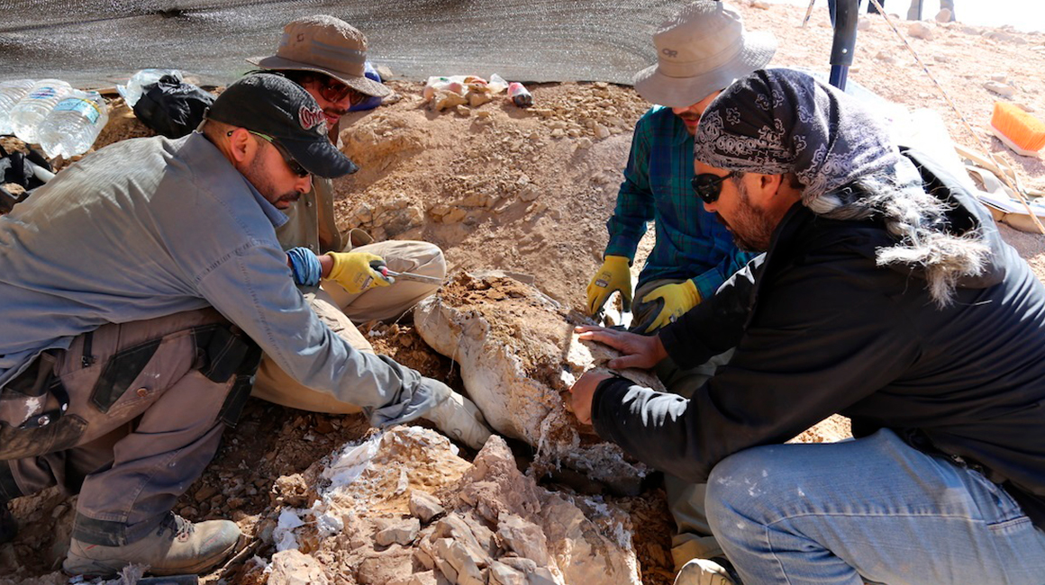 Fotografía cedida por Mauricio Barraza que muestra a expertos mientras recuperan los restos de un depredador marino del Jurásico, en el desierto de Atacama (Chile).