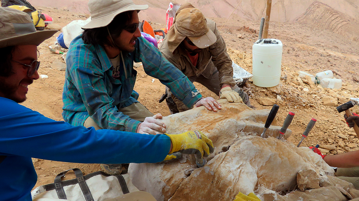 Fotografía cedida por el paleontólogo Rodrigo Otero, que muestra a su equipo de expertos de la Universidad de Chile mientras recuperan los restos de un depredador marino del Jurásico, en el desierto de Atacama (Chile).