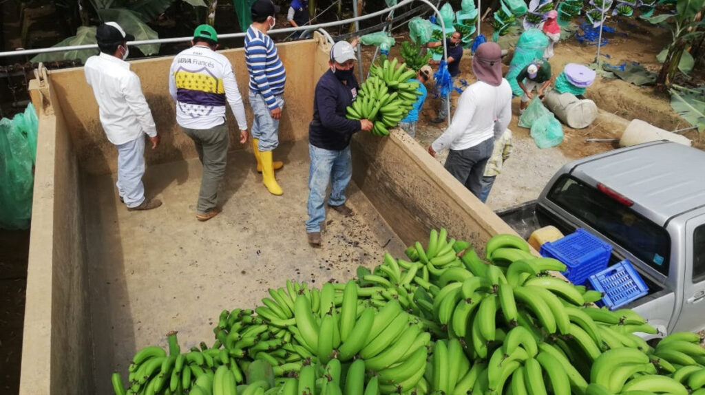Banano: 30% de plantaciones afectado por ceniza volcánica