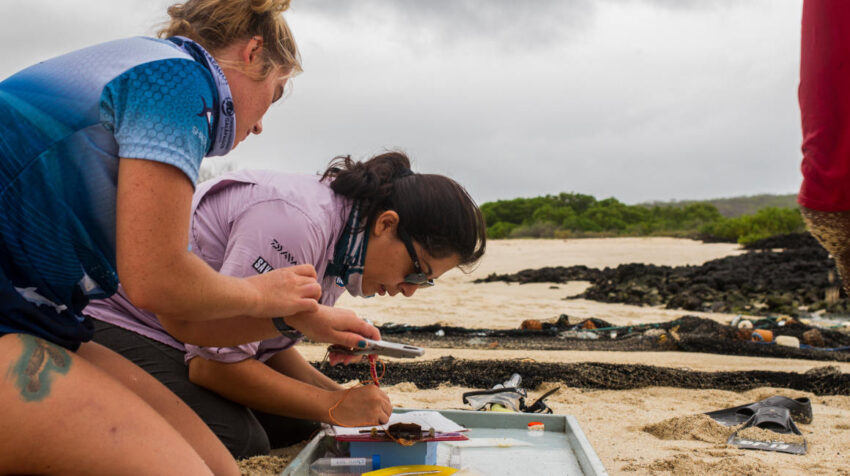 Diana Pazmiño, co-Investigadora principal del proyecto, recoge muestras en las playas de Galápagos.