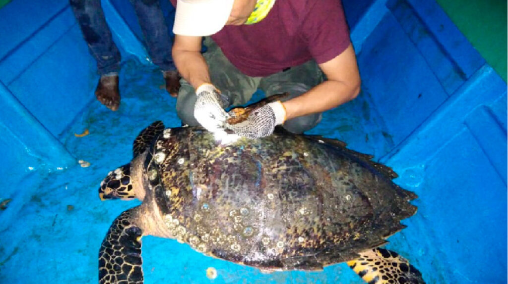 Ecuador marca por primera vez a una tortuga carey, en peligro de extinción