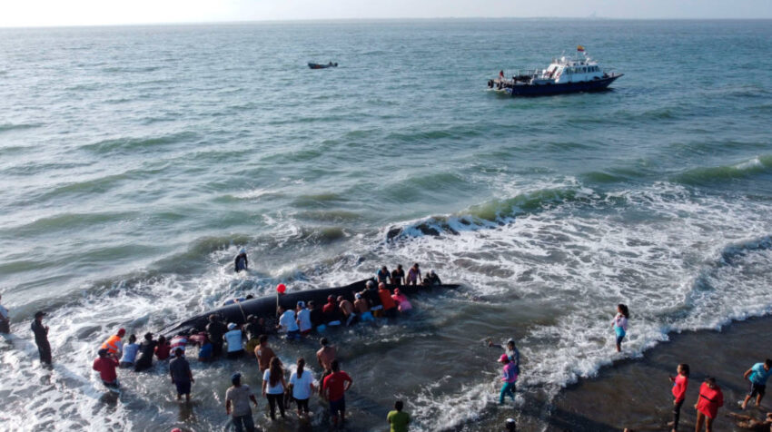 Una ballena jorobada que quedó varada en la isla Puná fue rescatada el 4 de septiembre de 2020. 