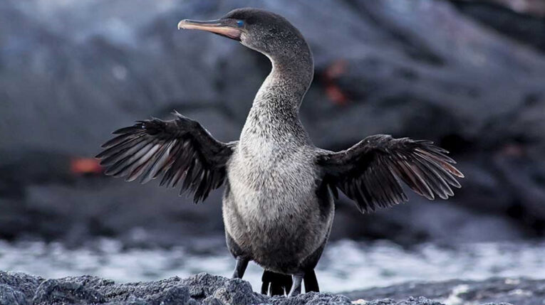 Crece la población de pingüinos y cormoranes en Galápagos