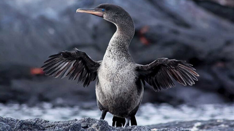 Pinguinos y cormoranes de Galápagos