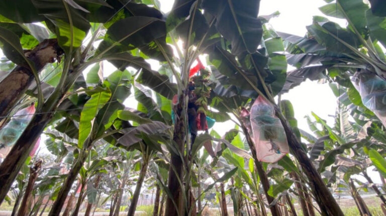 plantacion banano (1)