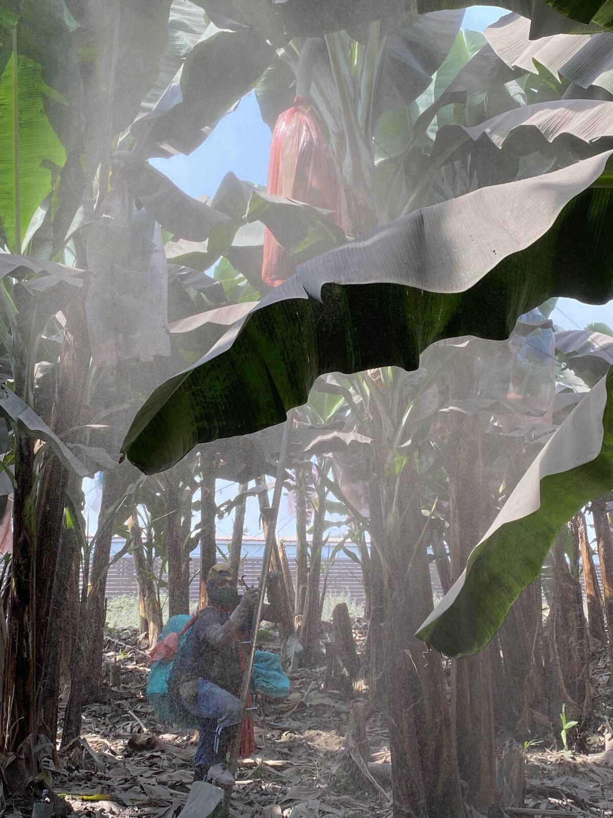 Productor de banano limpia la ceniza de las plantaciones en la parroquia Simón Bolívar, Guayas. Foto tomada el 22 de septiembre de 2020  