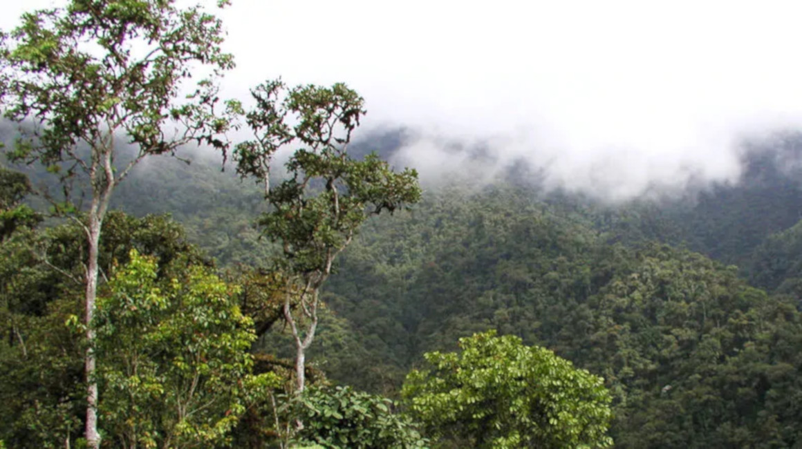 Una vista panorámica del bosque protector Los Cedros, en Imbabura, en julio de 2021.