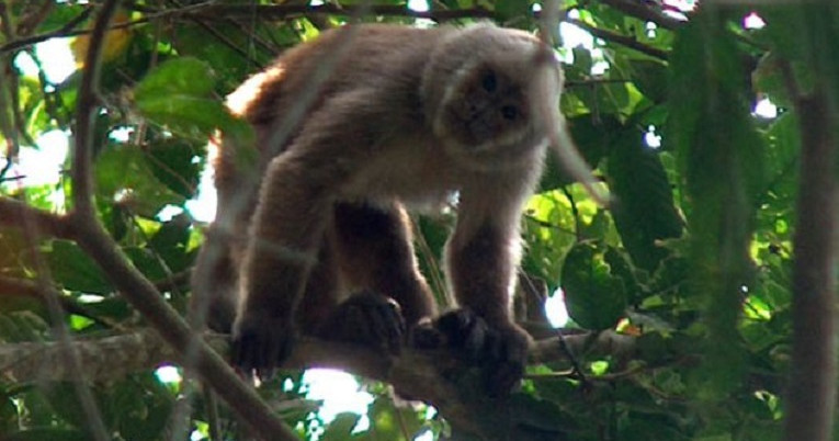 En el bosque protector Cerro Blanco hay un sendero ecológico para avistar a los monos aulladores. 