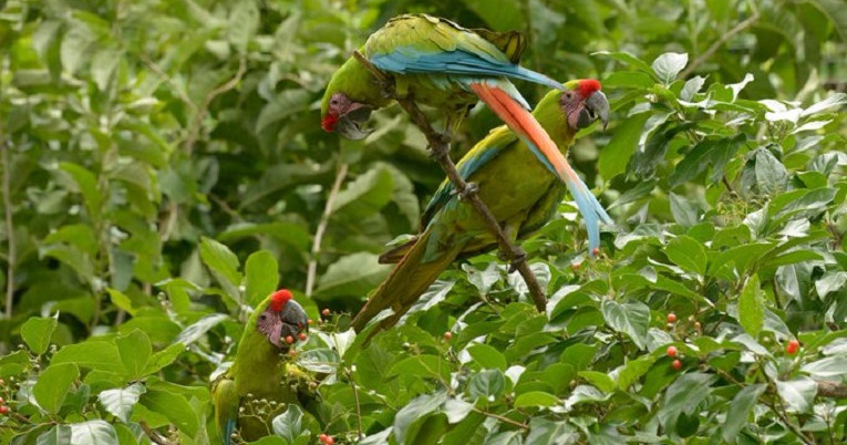 Papagayo de la Costa, ave símbolo de Guayaquil en el bosque Cerro Blanco.