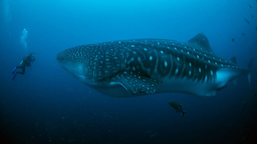 Nemo, un tiburón Ballena marcado en la isla Darwin, en 2020. 