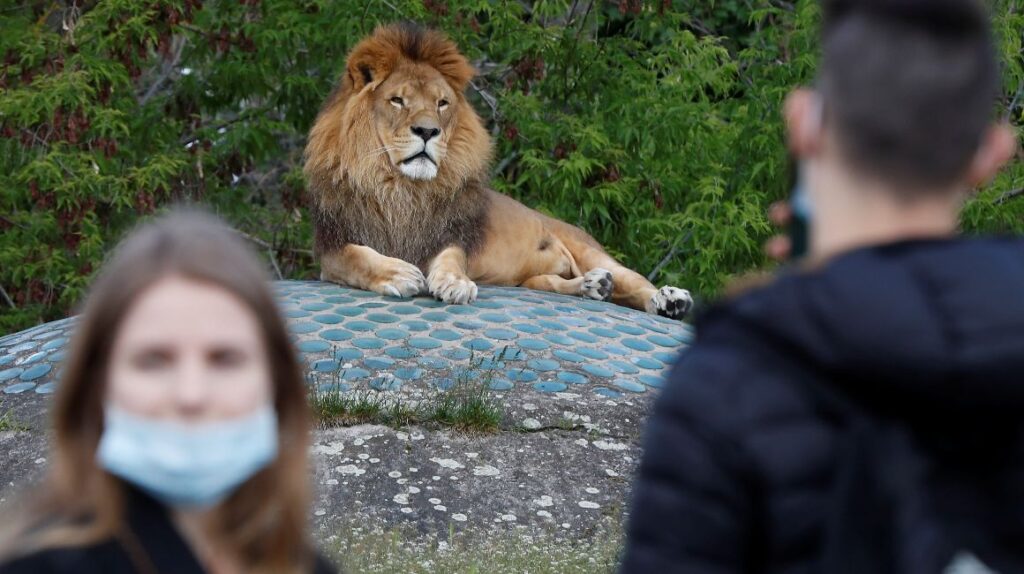 Cuatro leones del zoológico de Barcelona dan positivo a Covid-19