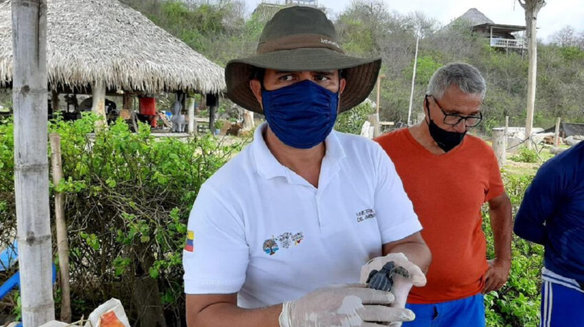 Técnico del Ministerio del Ambiente con una de las tortugas de la especie Laúd, el 23 de enero de 2021. 
