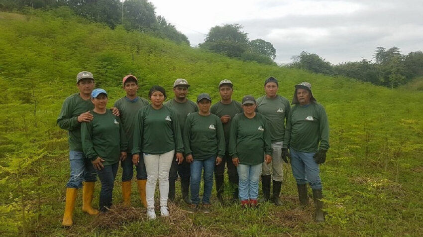 Trabajadores de una finca de Moringa en Ecuador. 