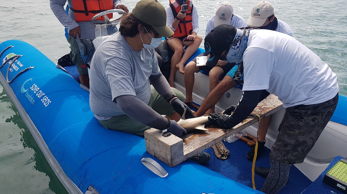 Personal del Parque Nacional Galápagos coloca un dispositivo de rastreo a un tiburón juvenil, el 20 de febrero de 2021.