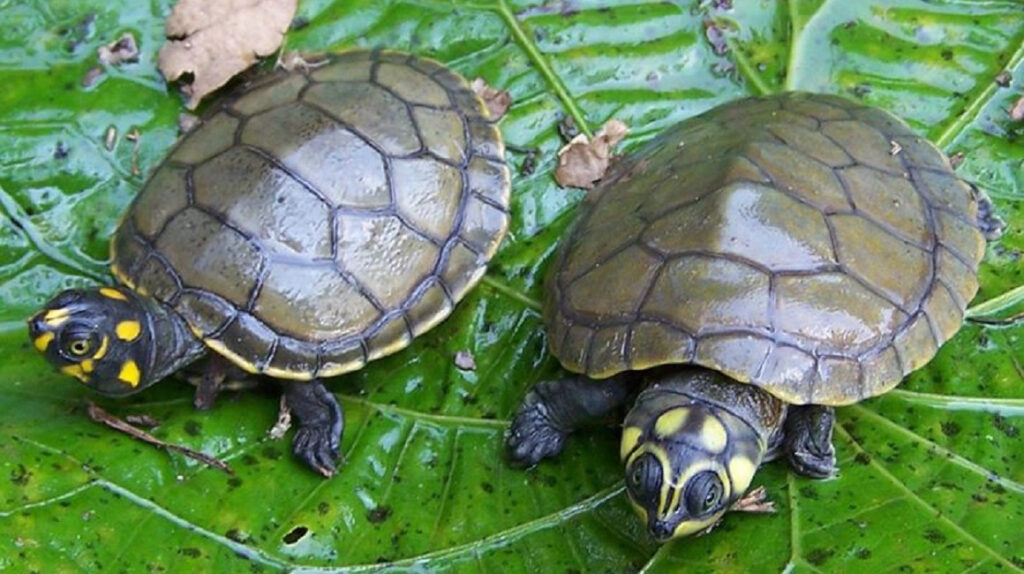 Liberan a 66 tortugas charapas en el parque Nacional Yasuní