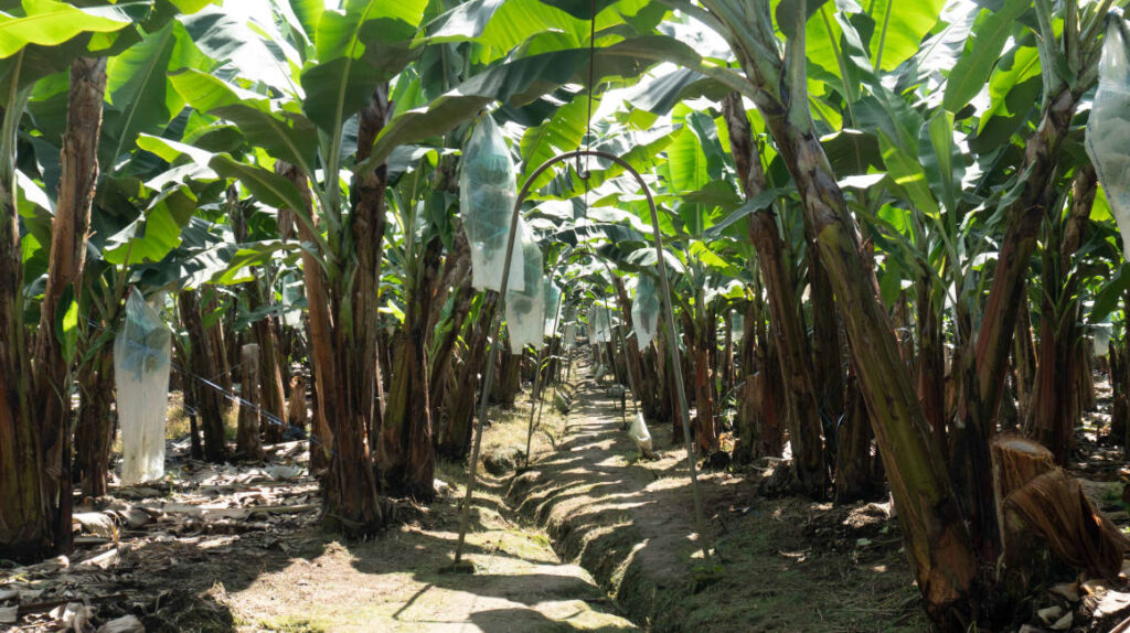Sector bananero busca mejorar lazos comerciales con Japón, Corea y China