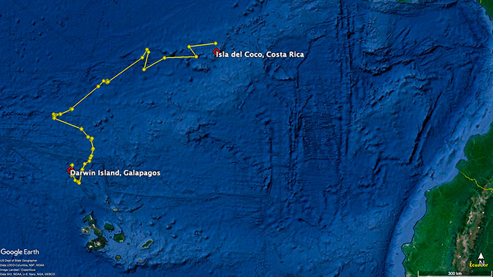 Seguimiento detallado del tiburón martillo 'Cassiopeia' entre las islas Galápagos en Ecuador y la isla del Coco en Costa Rica.