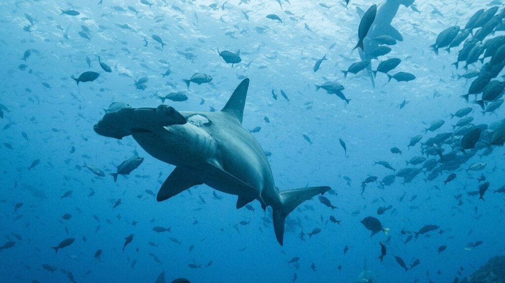 Así funciona el canje de deuda para ampliar la reserva marina en Galápagos