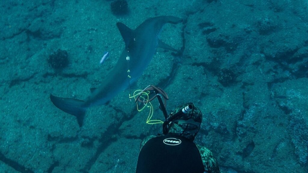 Cassiopeia, el tiburón que viajó 14 días desde Galápagos para salvar a sus crías
