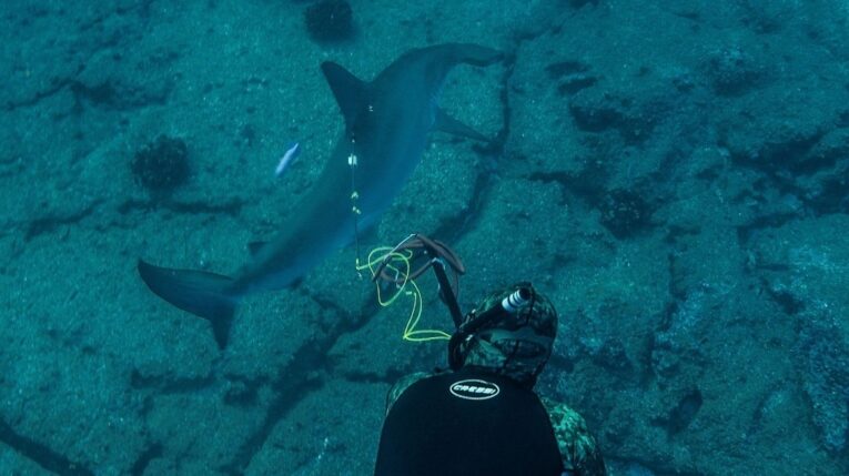 El increíble viaje de un tiburón desde Galápagos para proteger a su especie