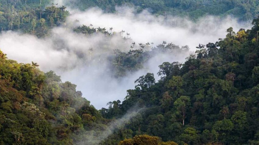 Vista panorámica del bosque andino en Ecuador.