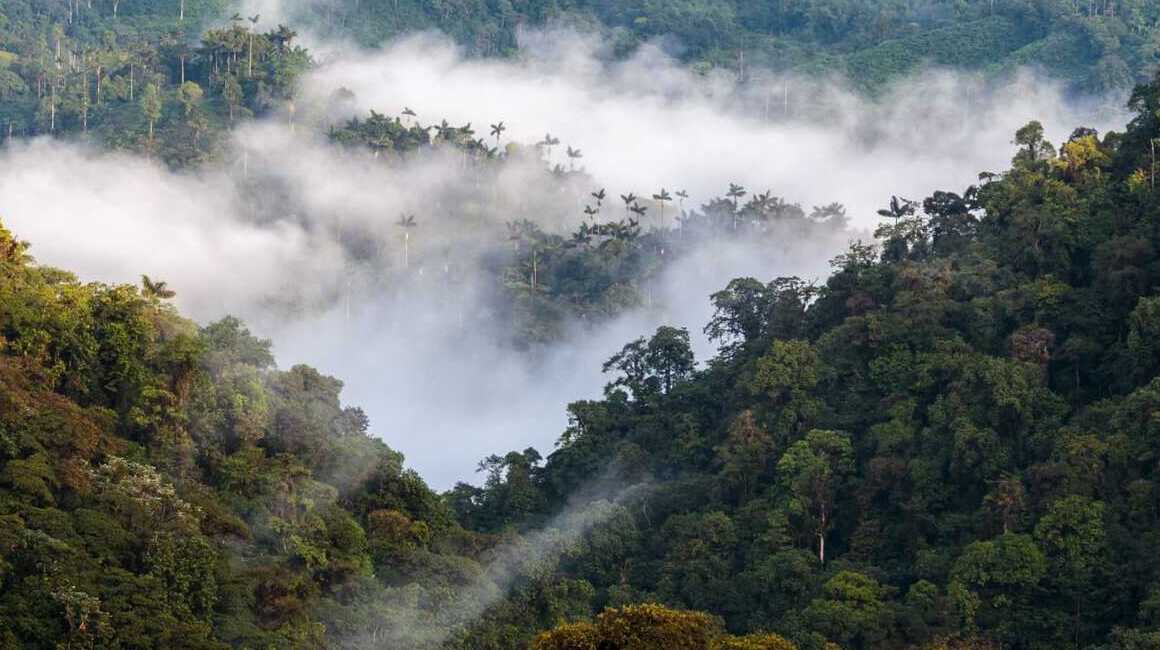 Bosque andino de Ecuador