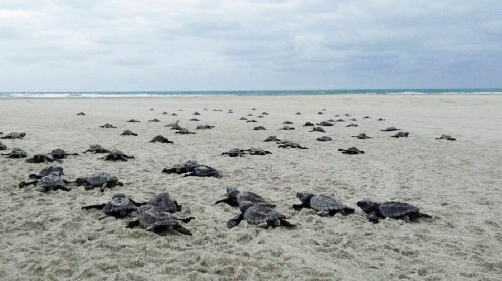 En las playas de Santa Elena nacieron 5.304 tortugas marinas