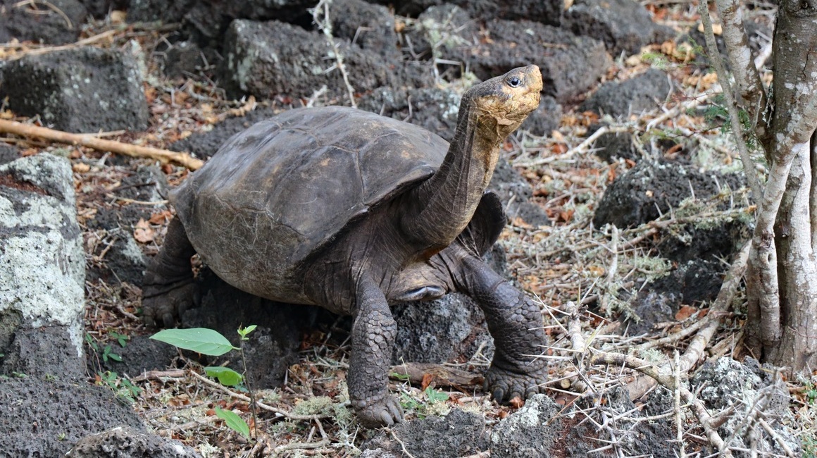 Fotografía sin fecha cedida por la Dirección del Parque Nacional Galápagos (PNG), de la tortuga Chelonisis phantasticus.
