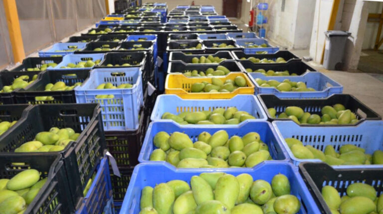 Ecuador exportará mangos a Corea del Sur y llega a 59 mercados de destino para esta fruta