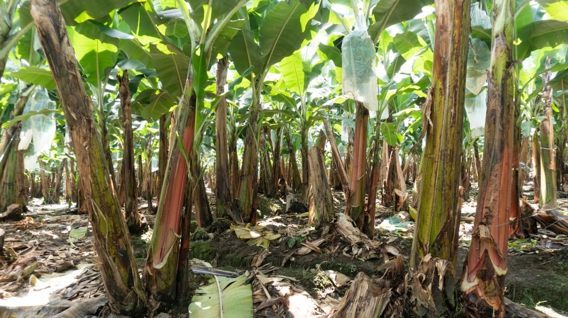 Plantación de banano en Ecuador