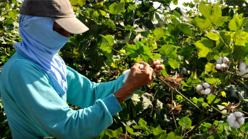 Muere la producción de algodón en Ecuador por cuatro problemas