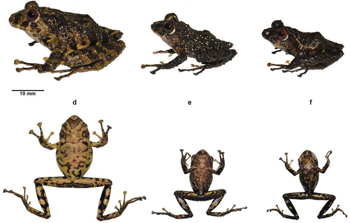 Pristimantis ledzeppelin, nueva especie de rana descrita en Ecuador.