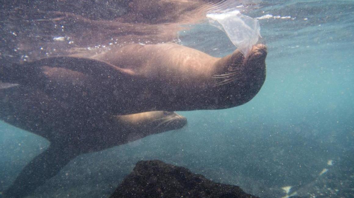 Un león marino jugando con un trozo de plástico.