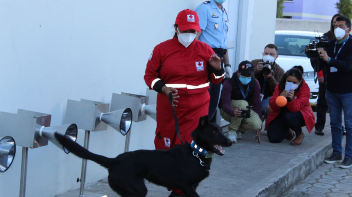 Un perro adiestrado en una demostración de detección de Covid-19, en Quito, el 2 de julio de 2021. 