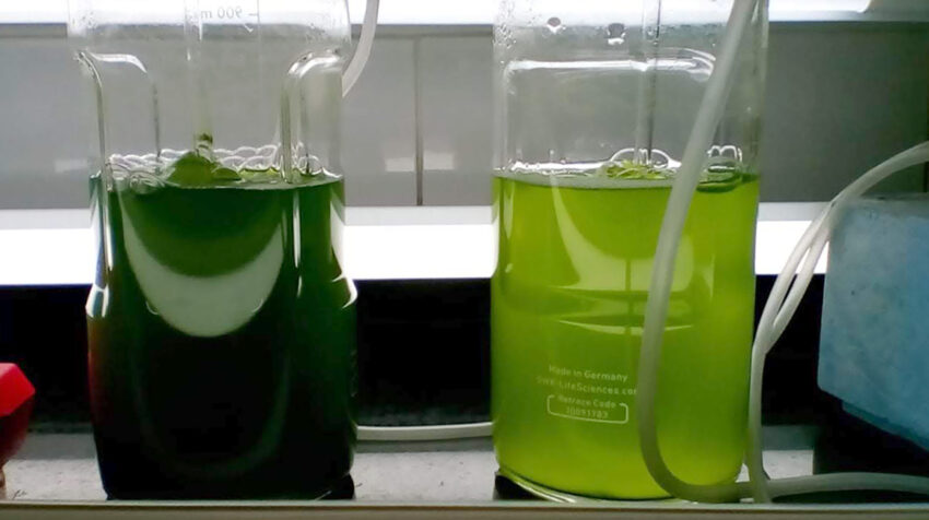 Estudio de microalgas en laboratorio.