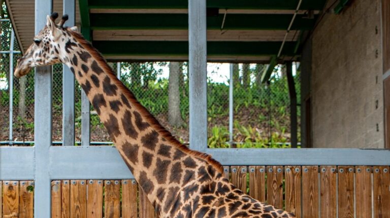 Misteriosa muerte de jirafa en el zoológico de Loja