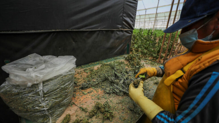 En Ecuador, 144 productos con CBD están autorizados para la venta