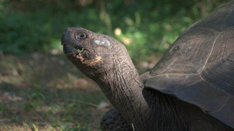 700 tortugas gigantes vuelven a poblar la Isla Santa Fe en Galápagos