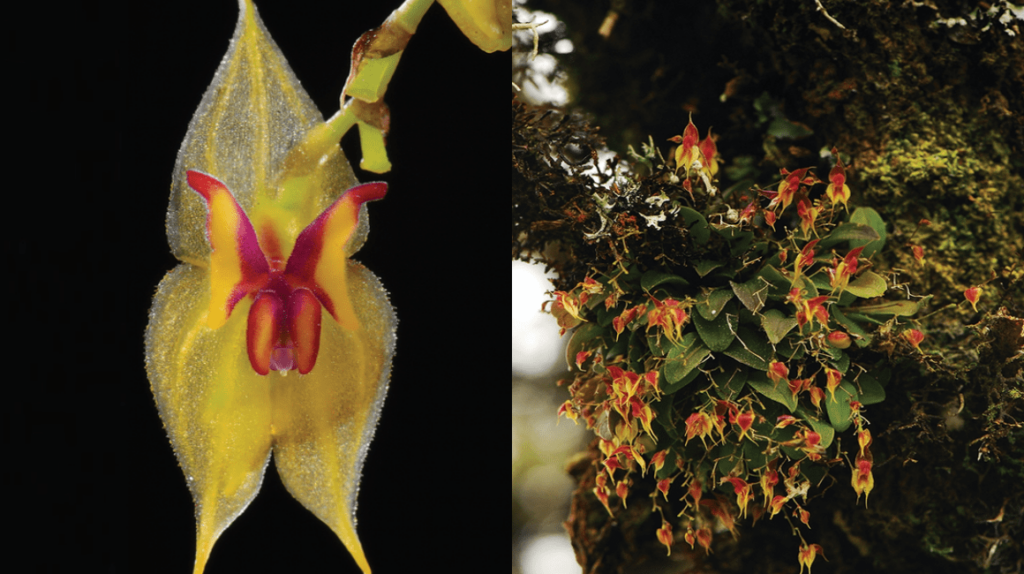 Dos nuevas especies de orquídeas ecuatorianas, críticamente amenazadas