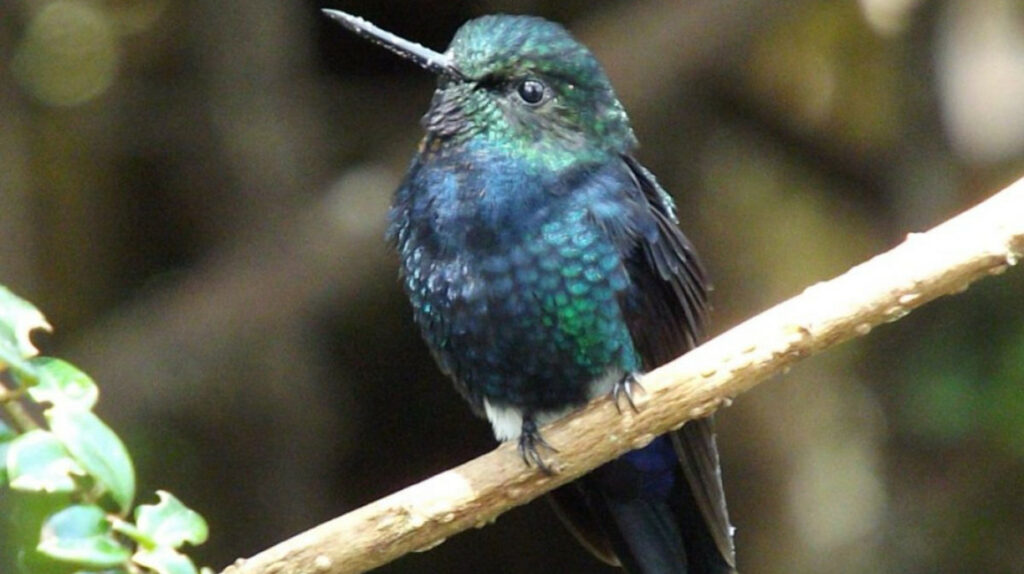 Pájaros en Quito, fotógrafos sueltos y redes emplumadas