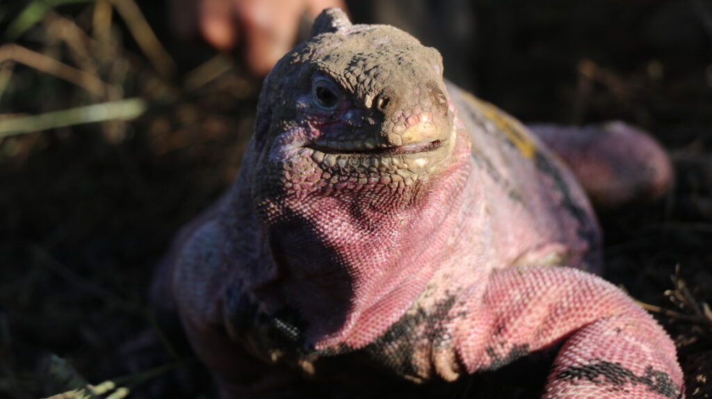 Galápagos: apenas 211 iguanas rosadas habitan en la isla Isabela