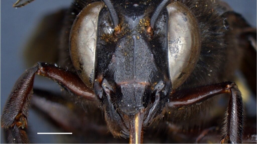 En Ecuador se descubre una abeja mitad macho, mitad hembra