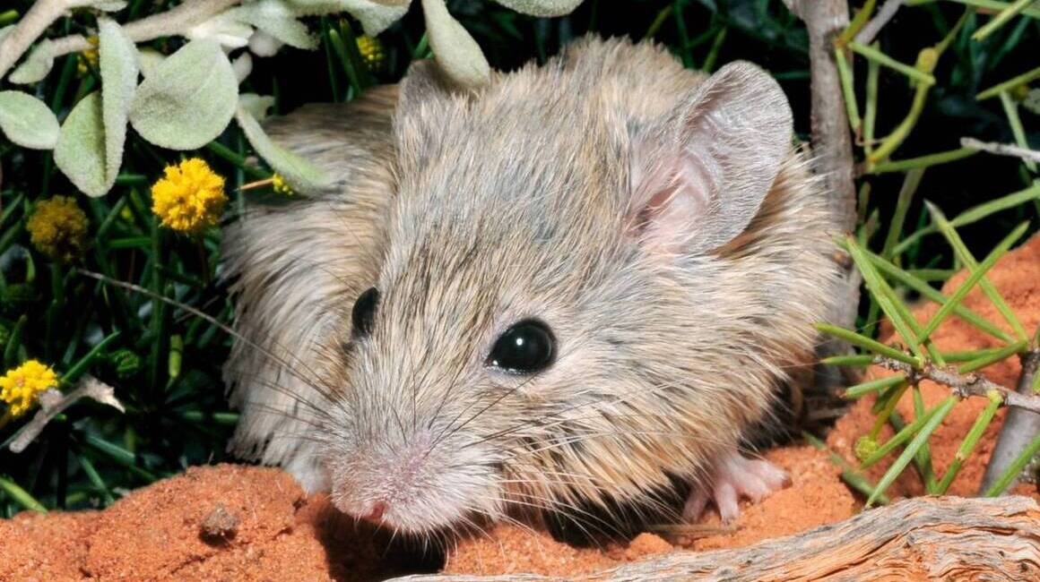 Ratón australiano considerado extinto hace 150 años.