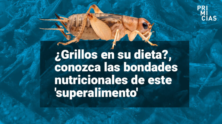 Los grillos son un ‘superalimento’ y también un delicioso snack
