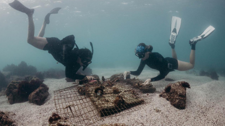 Galápagos: científicos ponen en marcha un plan para recuperar los corales